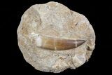 Fossil Plesiosaur (Zarafasaura) Tooth In Sandstone - Morocco #70313-1